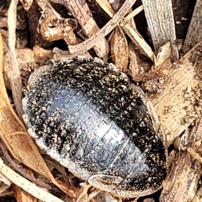 Calolampra sp. (genus) (Bark cockroach) at Ainslie, ACT - 15 Nov 2023 by trevorpreston