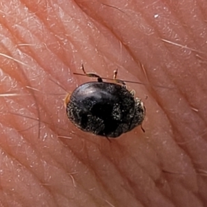 Coccinellidae (family) at Ainslie, ACT - 16 Nov 2023