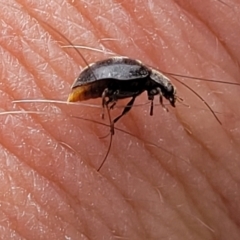 Coccinellidae (family) at Ainslie, ACT - 16 Nov 2023