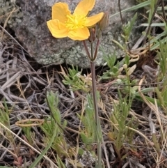 Hypericum gramineum (Small St Johns Wort) at The Pinnacle - 14 Nov 2023 by sangio7
