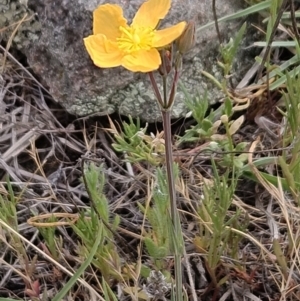 Hypericum gramineum at The Pinnacle - 14 Nov 2023 10:17 AM