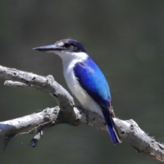 Todiramphus macleayii (Forest Kingfisher) at Ormiston, QLD - 12 Nov 2023 by TimL