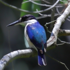 Todiramphus macleayii (Forest Kingfisher) at Ormiston, QLD - 12 Nov 2023 by TimL