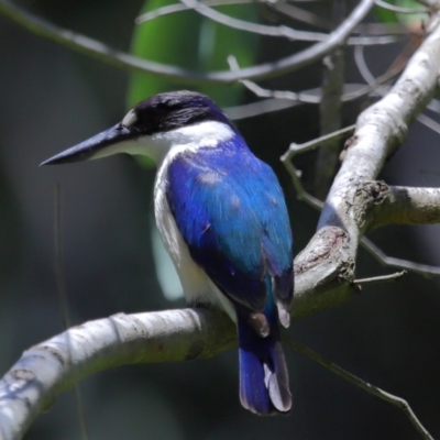 Todiramphus macleayii (Forest Kingfisher) at Ormiston, QLD - 12 Nov 2023 by TimL