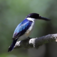 Todiramphus macleayii (Forest Kingfisher) at Ormiston, QLD - 12 Nov 2023 by TimL
