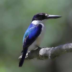 Todiramphus macleayii at Ormiston, QLD - 12 Nov 2023 12:38 PM