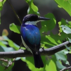 Todiramphus macleayii (Forest Kingfisher) at Ormiston, QLD - 12 Nov 2023 by TimL