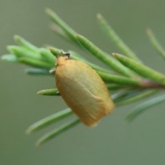 Unidentified Moth (Lepidoptera) by LisaH