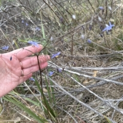 Dianella revoluta var. revoluta (Black-Anther Flax Lily) at Aranda, ACT - 16 Nov 2023 by lbradley