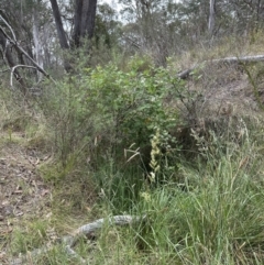 Rubus anglocandicans (Blackberry) at Aranda Bushland - 16 Nov 2023 by lbradley