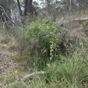 Rubus anglocandicans at Aranda, ACT - 16 Nov 2023 02:15 PM