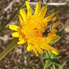 Lasioglossum (Chilalictus) sp. (genus & subgenus) (Halictid bee) at Barton, ACT - 13 Nov 2023 by ChrisBenwah