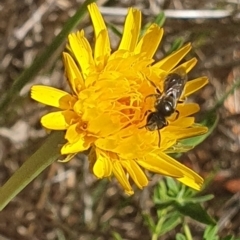 Lasioglossum (Chilalictus) sp. (genus & subgenus) (Halictid bee) at Saint Marks Grassland - Barton ACT - 13 Nov 2023 by ChrisBenwah