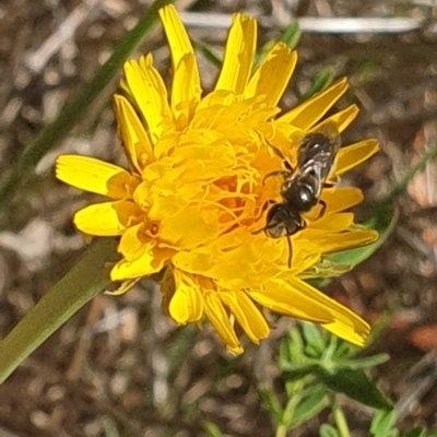 Lasioglossum (Chilalictus) sp. (genus & subgenus) (Halictid bee) at Barton, ACT - 13 Nov 2023 by ChrisBenwah