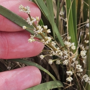 Lomandra multiflora at The Pinnacle - 14 Nov 2023