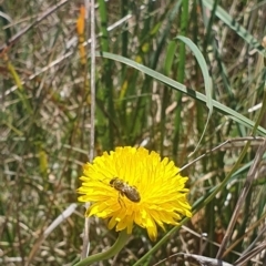 Lasioglossum (Chilalictus) sp. (genus & subgenus) (Halictid bee) at St Marks Grassland (SMN) - 13 Nov 2023 by ChrisBenwah