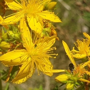 Mordellidae (family) at St Marks Grassland (SMN) - 13 Nov 2023