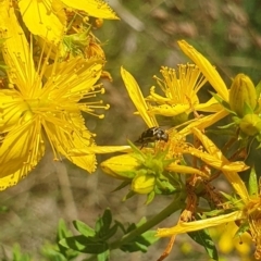 Mordellidae (family) at St Marks Grassland (SMN) - 13 Nov 2023 11:17 AM