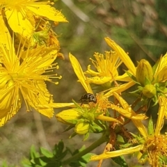 Mordellidae (family) at St Marks Grassland (SMN) - 13 Nov 2023