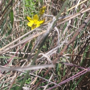 Lasioglossum (Chilalictus) sp. (genus & subgenus) at St Marks Grassland (SMN) - 13 Nov 2023