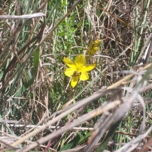 Lasioglossum (Chilalictus) sp. (genus & subgenus) at St Marks Grassland (SMN) - 13 Nov 2023