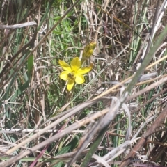 Lasioglossum (Chilalictus) sp. (genus & subgenus) at St Marks Grassland (SMN) - 13 Nov 2023