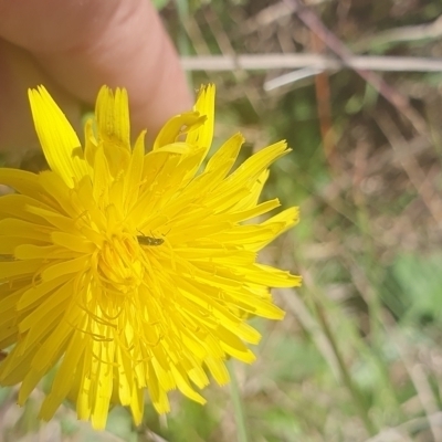 Dasytinae (subfamily) (Soft-winged flower beetle) at St Marks Grassland (SMN) - 13 Nov 2023 by ChrisBenwah