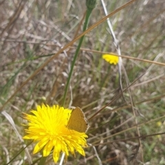 Zizina otis (Common Grass-Blue) at Saint Mark's Grassland, Barton - 13 Nov 2023 by ChrisBenwah