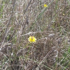 Apis mellifera at St Marks Grassland (SMN) - 13 Nov 2023 11:11 AM