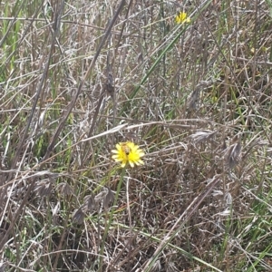 Apis mellifera at St Marks Grassland (SMN) - 13 Nov 2023 11:11 AM