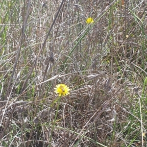 Apis mellifera at St Marks Grassland (SMN) - 13 Nov 2023 11:11 AM