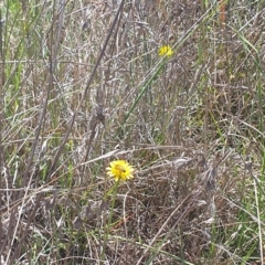 Apis mellifera at St Marks Grassland (SMN) - 13 Nov 2023 11:11 AM