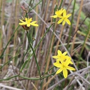 Tricoryne elatior at The Pinnacle - 14 Nov 2023 01:06 PM