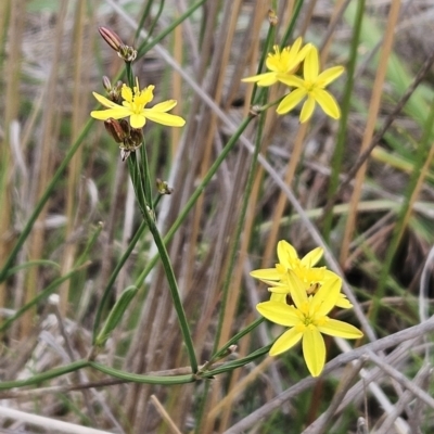 Tricoryne elatior (Yellow Rush Lily) at The Pinnacle - 14 Nov 2023 by sangio7