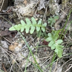 Blechnum sp. (A Hard Fern) at Aranda, ACT - 16 Nov 2023 by lbradley