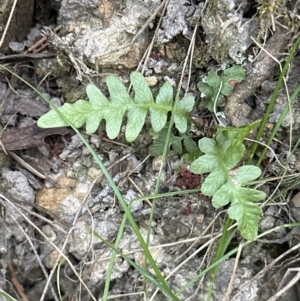 Blechnum sp. at Aranda, ACT - 16 Nov 2023