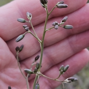 Dianella sp. aff. longifolia (Benambra) at The Pinnacle - 14 Nov 2023