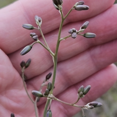 Dianella sp. aff. longifolia (Benambra) (Pale Flax Lily, Blue Flax Lily) at The Pinnacle - 14 Nov 2023 by sangio7