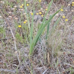 Dianella sp. aff. longifolia (Benambra) at The Pinnacle - 14 Nov 2023