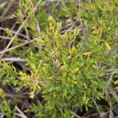 Cryptandra amara (Bitter Cryptandra) at The Pinnacle - 14 Nov 2023 by sangio7