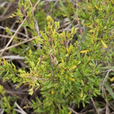 Cryptandra amara (Bitter Cryptandra) at The Pinnacle - 14 Nov 2023 by sangio7