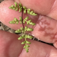 Cheilanthes sieberi subsp. sieberi (Narrow Rock Fern) at Aranda Bushland - 16 Nov 2023 by lbradley