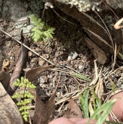 Cheilanthes sieberi subsp. sieberi at Aranda, ACT - 16 Nov 2023 03:05 PM