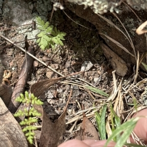 Cheilanthes sieberi subsp. sieberi at Aranda Bushland - 16 Nov 2023