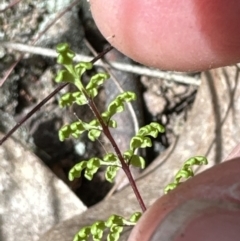 Cheilanthes sieberi subsp. sieberi at Aranda, ACT - 16 Nov 2023 03:05 PM