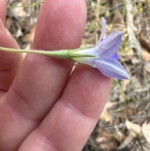 Wahlenbergia stricta subsp. stricta at Aranda, ACT - 16 Nov 2023 03:02 PM