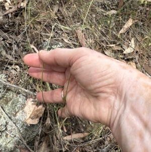 Wahlenbergia stricta subsp. stricta at Aranda Bushland - 16 Nov 2023