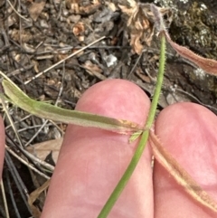 Wahlenbergia stricta subsp. stricta at Aranda Bushland - 16 Nov 2023