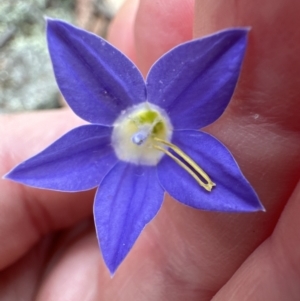 Wahlenbergia stricta subsp. stricta at Aranda, ACT - 16 Nov 2023