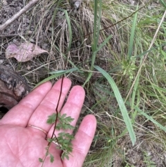 Cheilanthes sp. at Aranda, ACT - 16 Nov 2023